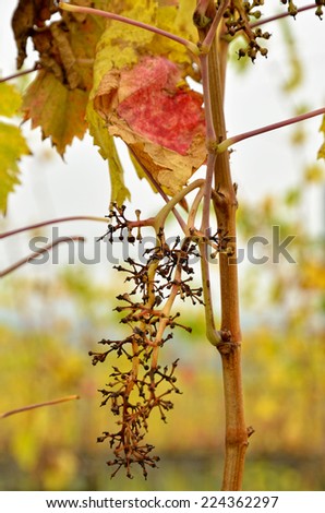 colored leaves of the vineyard in autumn