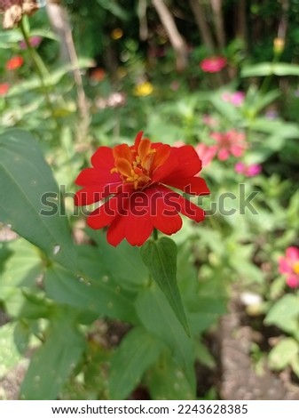 Red flowers of Zinnia elegans, common zinnia or elegant zinnia in the formal garden