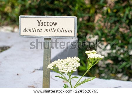 A yarrow, Achillea millefolium, plant marker among a flower bed of white small flower clusters on long green stems. The sign is pale yellow color with brown lettering. The herb plant has a showy head.