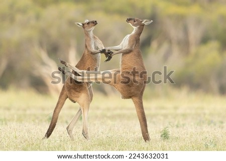Male kangaroos fight for mating rights with female kangaroos. Kangaroos use their strong tail and hind legs to stand up and fight.  Royalty-Free Stock Photo #2243632031