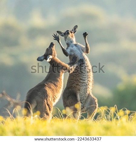 Two Western Grey kangaroos play fighting when the one on the left decided to push the other around. The kangaroos are commonly seen around Australia.