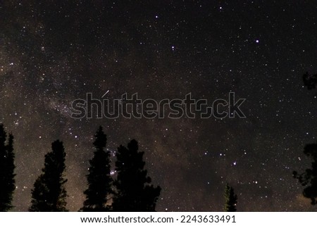 Night Sky Through the Trees Over Rocky Mountain National Park