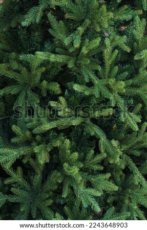 Pine background or texture, green background