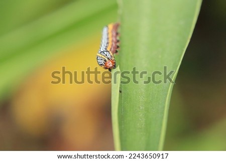 Lily Caterpillar Moth caterpillar eating a lily leaf