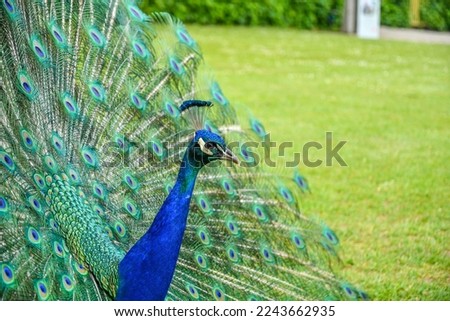 Peacock Bird Royalty Free Photo