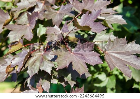 Close-up view of Crimson King Norway Maple leaves with depth of field.