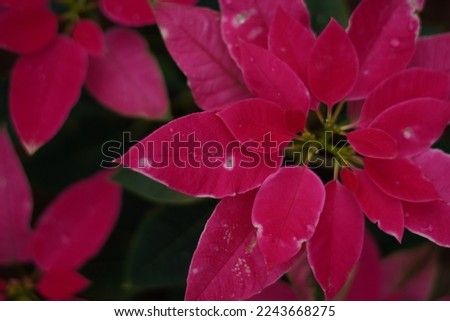 Picture of a red flower taken in the early morning with water droplets.