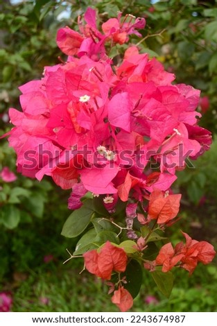 flowers blooming in the morning pink color in the photo with a high position