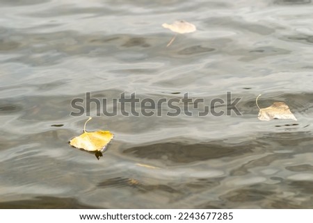 An autumn yellow poplar leaf floats on the surface of the lake water.