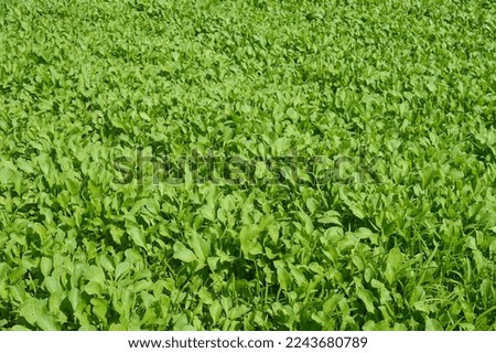 green vegetable texture background for design
