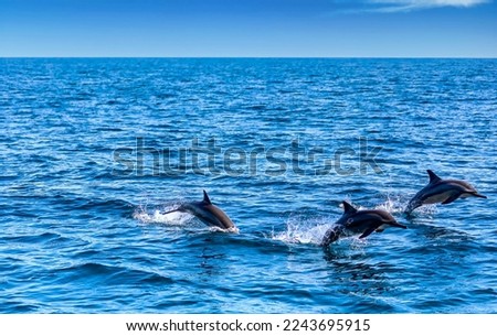 Jumping Dolphins of Arabian Sea  Royalty-Free Stock Photo #2243695915