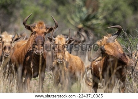 A photo of rare golden wildebeest 