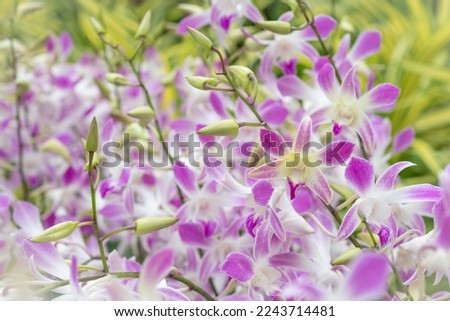 Close up of the tropical Dendrobium orchid.