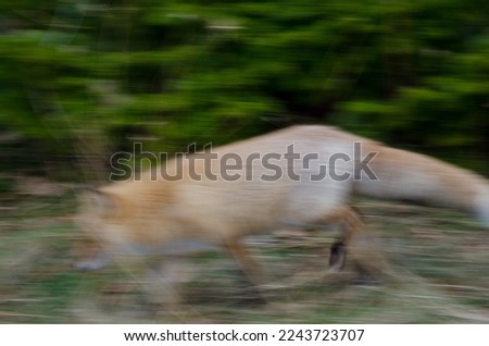 Ezo red fox Vulpes vulpes schrenckii moving. Picture blur to suggest movement. Utoro. Shiretoko Peninsula. Hokkaido. Japan.