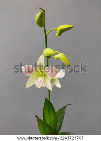 dendrobium orchid, the color is white, there are some buds that haven't bloomed yet