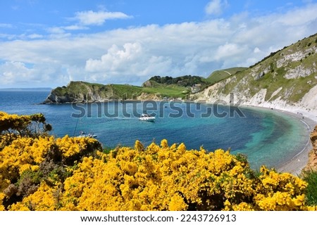 Gorse flowers in Lulworth Cove in the Jurassic Coast, Dorset, UK Royalty-Free Stock Photo #2243726913