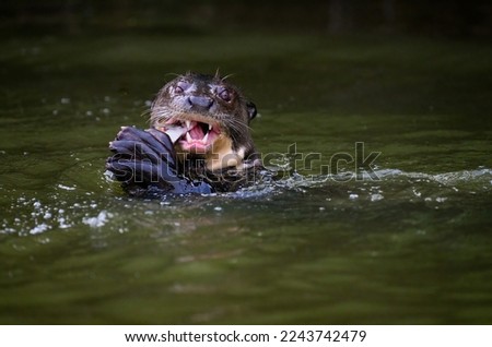 Close-up of Giant Otter swimming   in green water and eating a fish