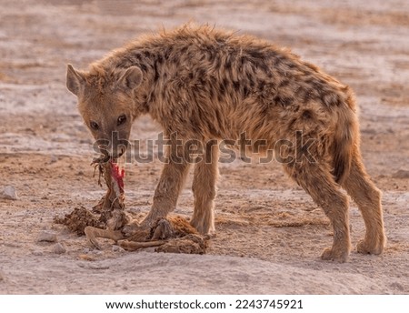 Young spotted hyena eating its prey
