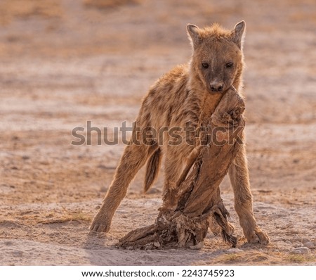 Hyena standing holding its food