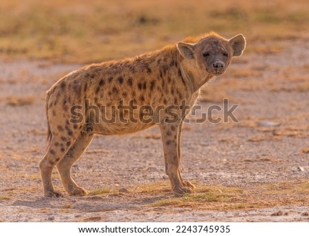 Spotted hyena standing watching on the sand

