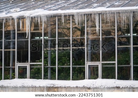 Glasshouse facade covered with icicles forming from poor thermal insulation and tropical plants growing inside greenhouse during cold winter season outdoors Royalty-Free Stock Photo #2243751301