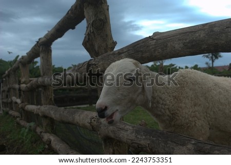 a close-up of a Javanese sheep, with a farm setting in the background, at the hills of Mount Slamet, Indonesia