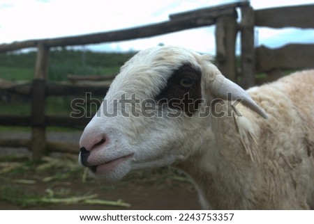 a close-up of a Javanese sheep, with a farm setting in the background,  at the hills of Mount Slamet, Indonesia