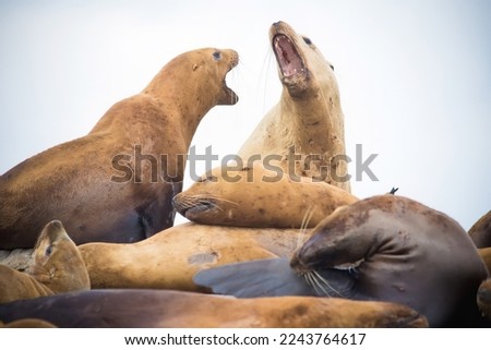 sea lions challenging each other