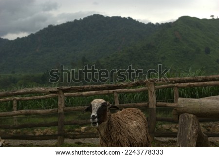 a sheep on a farm under the hills