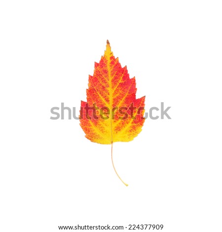 yellow and red maple leaf closeup