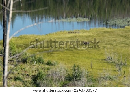 Female Moose Wades Through Tall Grasses
