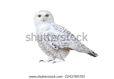 Snowy owl (Bubo scandiacus), isolated on White background Royalty-Free Stock Photo #2243789705