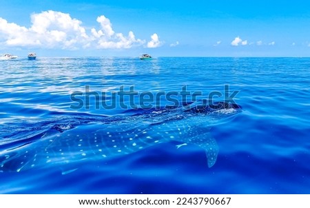 Huge beautiful whale shark swims on the water surface on boat tour in Cancun Quintana Roo Mexico.