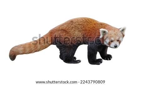 Red panda or Shining cat (Ailurus fulgens) isolated on white background