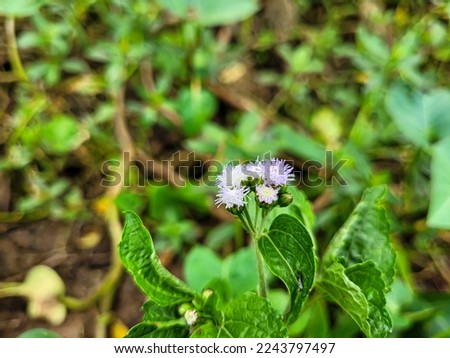 Natural background picture flower, green wallpaper