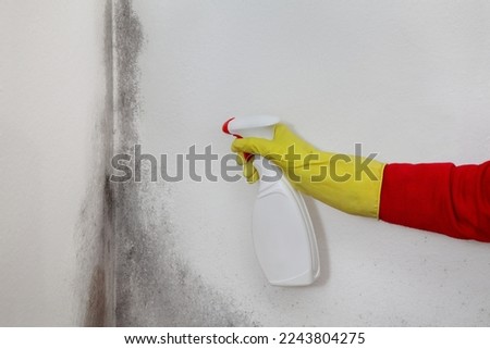 Mold removal in home, worker spraying cleaning solution from bottle to wall, closeup of hand in protective glove Royalty-Free Stock Photo #2243804275