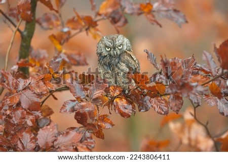 Výreček malý. Eurasian scops owl (Otus scops), also known as the European scops owl or just scops owl, is a small owl. 