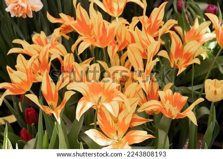 Yellow-orange tulips, in sharp petals on a blurred green background. Warm spring or summer picture. A rare variety of tulips. Sharp narrow flower petals