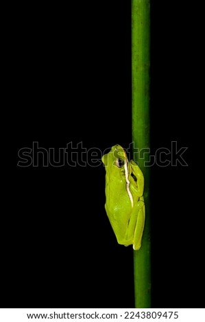Close-up photo of a bright green native tree frog, Hyla cinerea, on a green reed. The frog is isolated on a pure black background—room for type. 