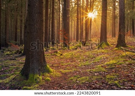 sun stars - sunburst effect. Photo of the forest and the sun shining strongly between the trees. Dreamy forest landscape