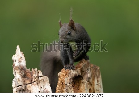 Eurasian red squirrel sitting on a branch