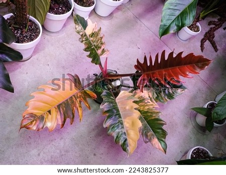 Stunning color and variegated leaves of Philodendron Caramel Marble, a rare and expensive tropical plant Royalty-Free Stock Photo #2243825377