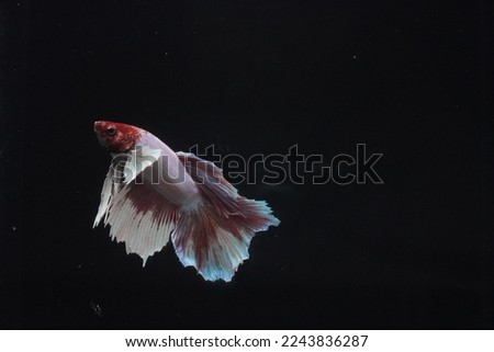 Serit red-tailed black fish in an aquarium on a black background