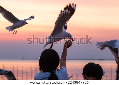 Seagulls gracefully landing for food: Feed Seagulls At Bang Pu Recreation Center, Samut Prakan. Tourist attraction in Thailand Royalty-Free Stock Photo #2243849935