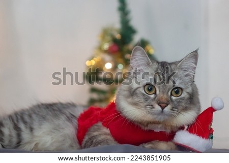 Persian cat Merry Christmas and Happy New Year's Day 2023