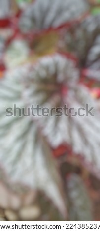 the background with red begonia flowers which blurs