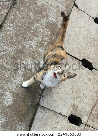 A tricolor cat meowing against a gray street background