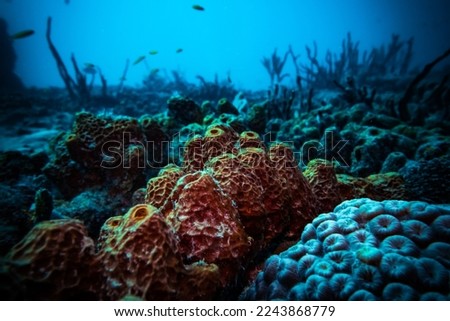 Close-up picture of coral and reefs underwater