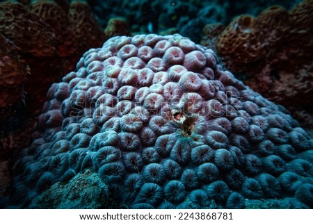 Close-up picture of coral and reefs underwater