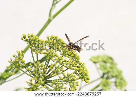 macro image of a wasp collect nectar from a flower